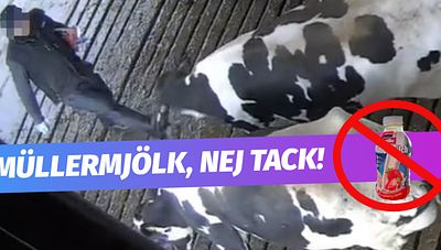 Bilder från övervakningskamera där en ko far illa, försedd med texten "Müllermjölk, nej tack"
