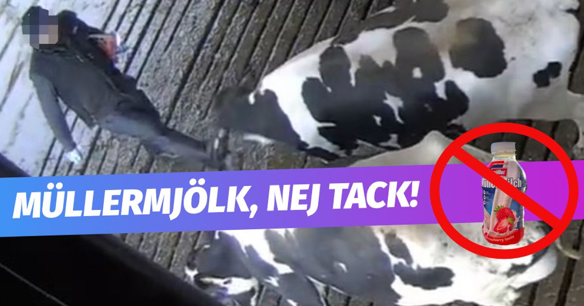 Bilder från övervakningskamera där en ko far illa, försedd med texten "Müllermjölk, nej tack"